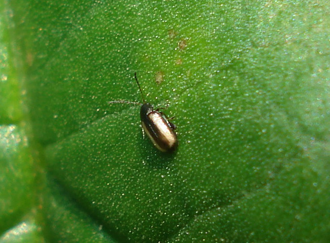 Phyllotreta vittula