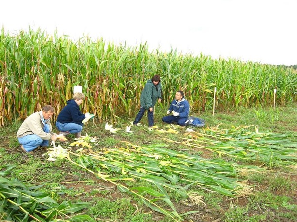 Подведены итоги опытов по кукурузе. задача для специалистов