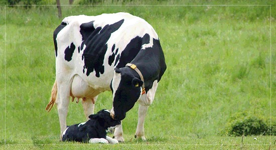Яловость коровы – понятие хозяйственно-экономическое
