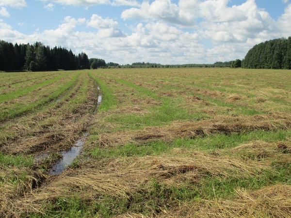 Заготовка сена в АО "Ижевское" Пижанского района