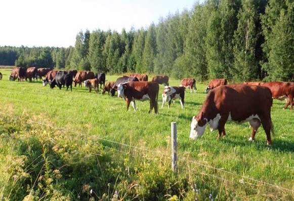 Консультирование по вопросам мясного скотоводства